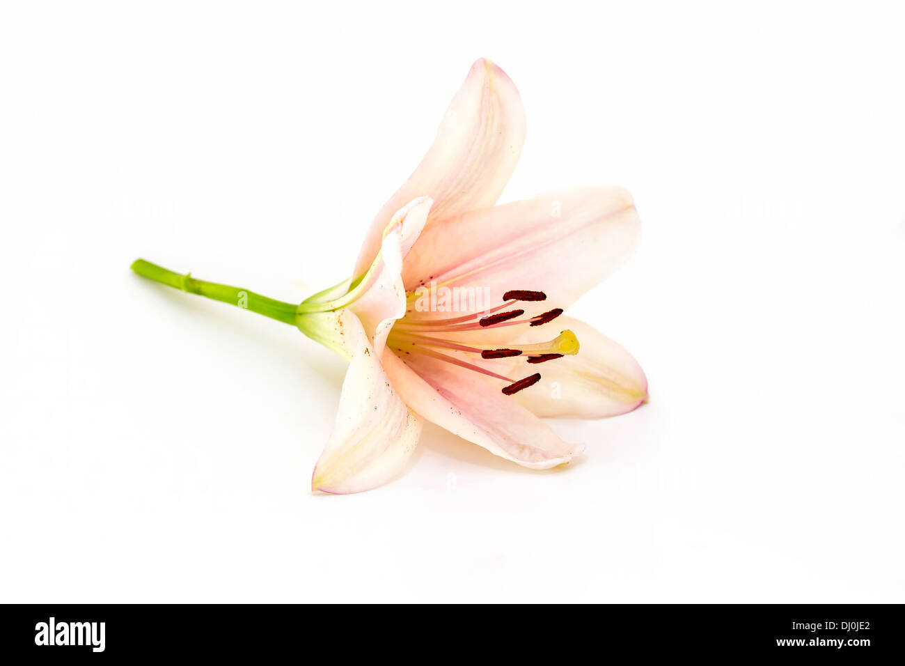 Schöne rosa Blume auf weißem Hintergrund Stockfoto