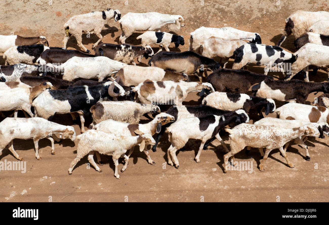 Herde von Ziegen in einem indischen Dorf. Andhra Pradesh, Indien Stockfoto