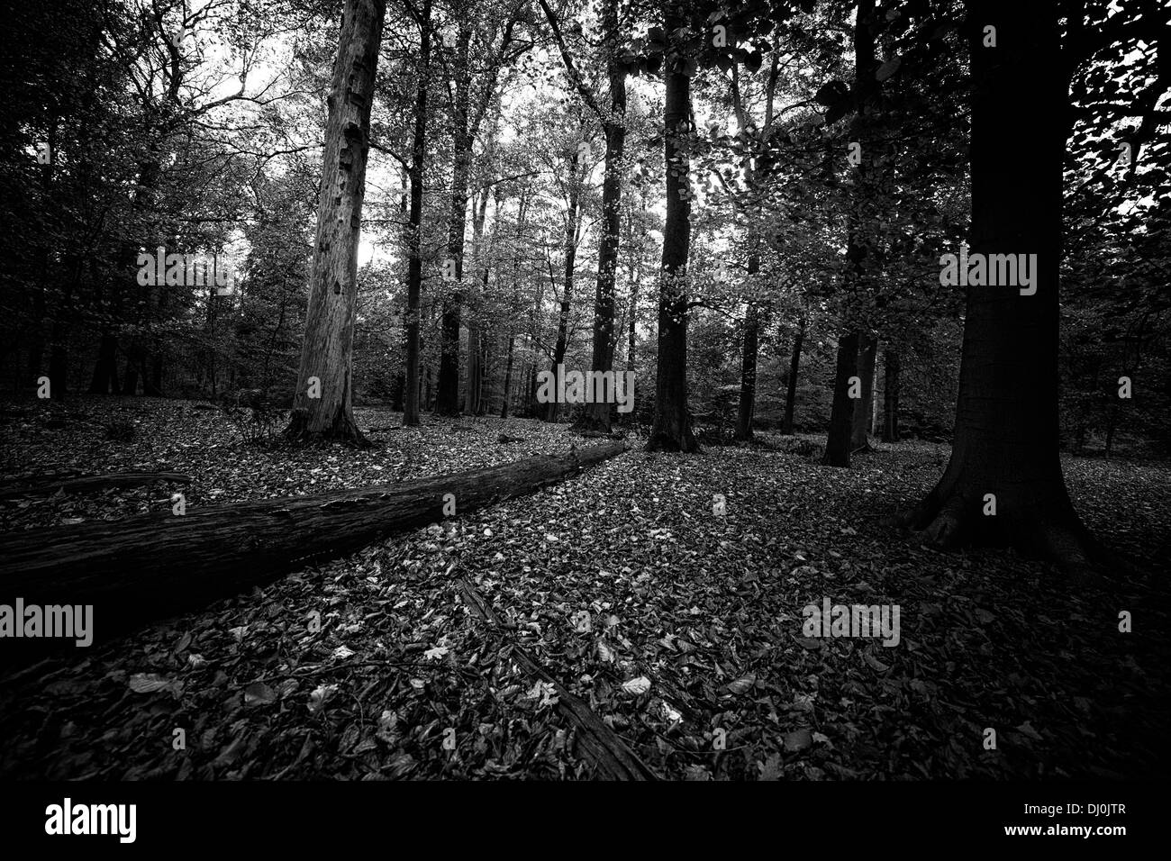 Düstere Landschaft in einem Holz schwarz / weiß Stockfoto