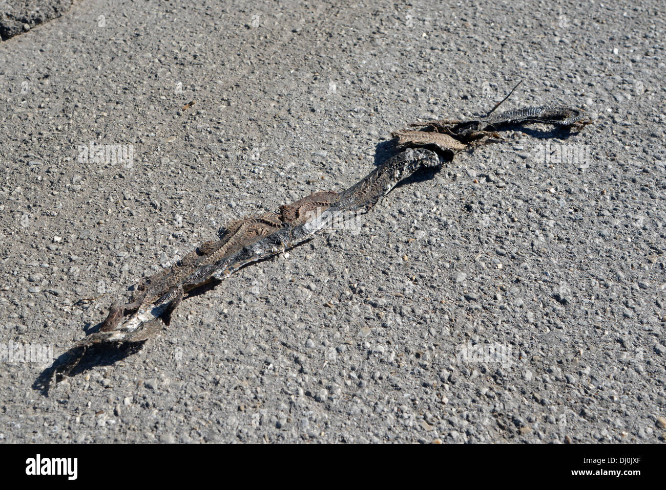 Tote Schlange, von einem Auto in Missouri auf der alten Route 66 abgeflacht Stockfoto