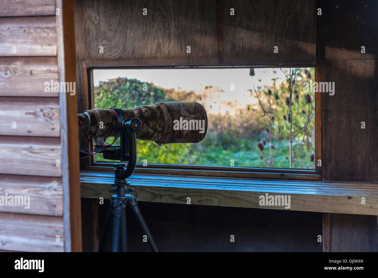 600-mm-Objektiv in ein Vogel versteckt eingerichtet. Stockfoto