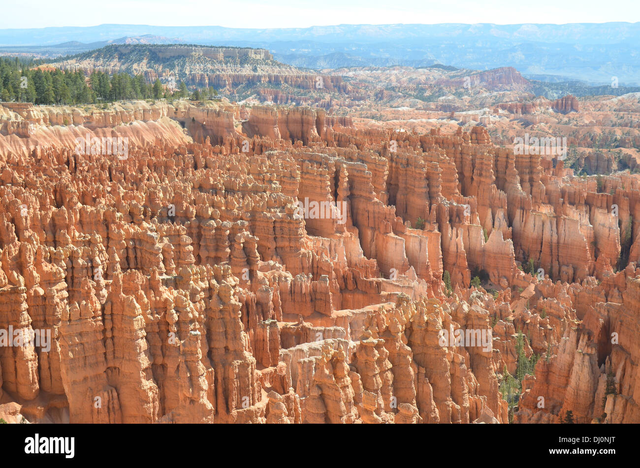 Eine Landschaft zeigt erstaunliche Felsen Säulen genannt Hoodoos erodiert aus den Felsen im Bryce Canyon Stockfoto