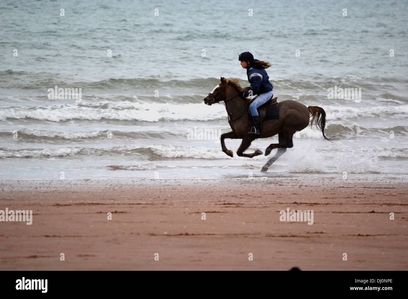 Pony mit Reiter im Galopp entlang Paignton Sands, Torbay, Devon, England, Vereinigtes Königreich Stockfoto