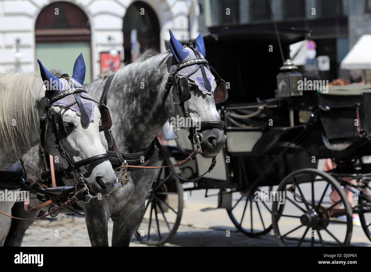 Lipizzaner Pferde auf der Straße, Wien, Österreich Stockfoto