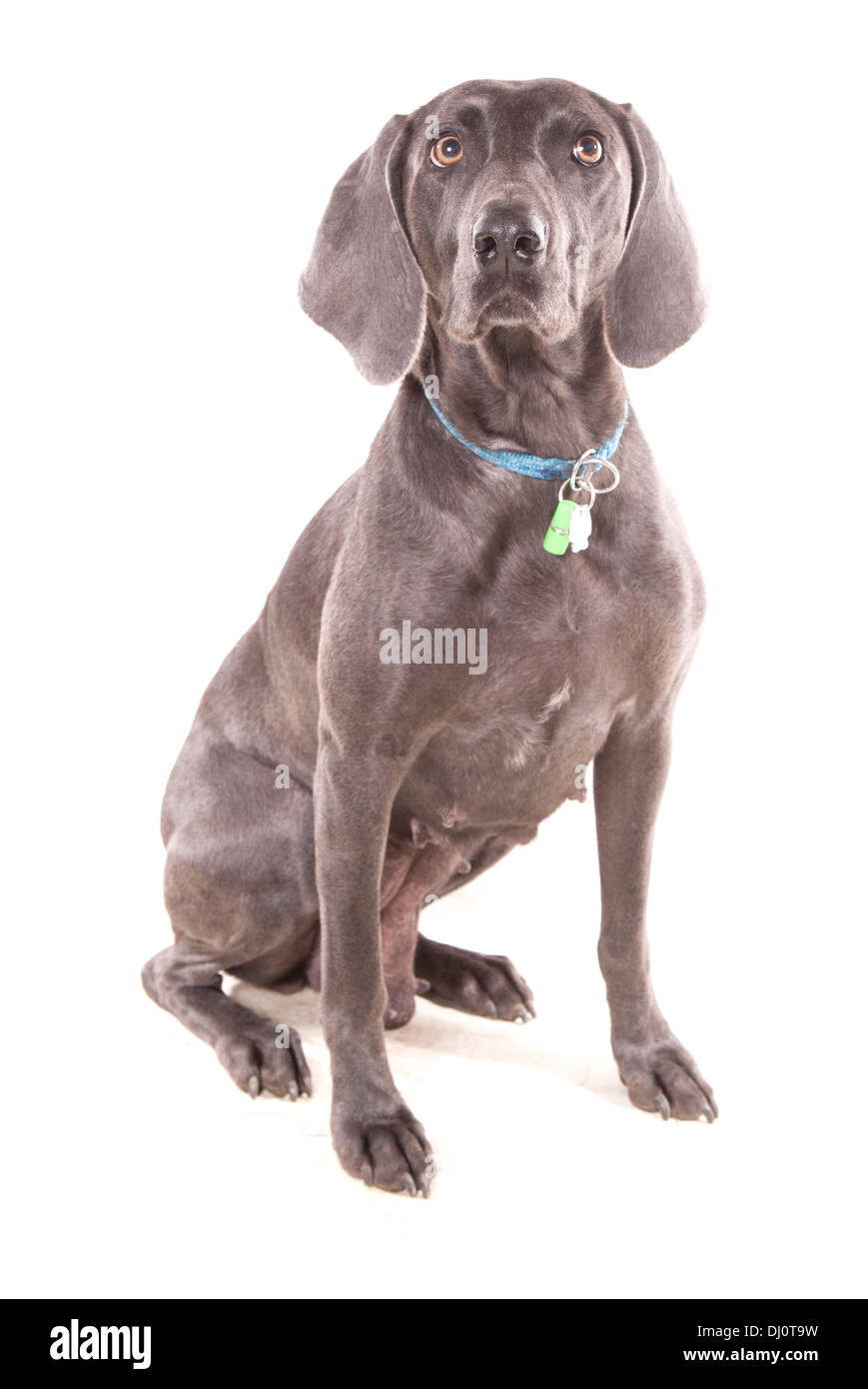 Blaue Weimaraner einzigen Erwachsenen weiblichen sitzen in einem studio Stockfoto