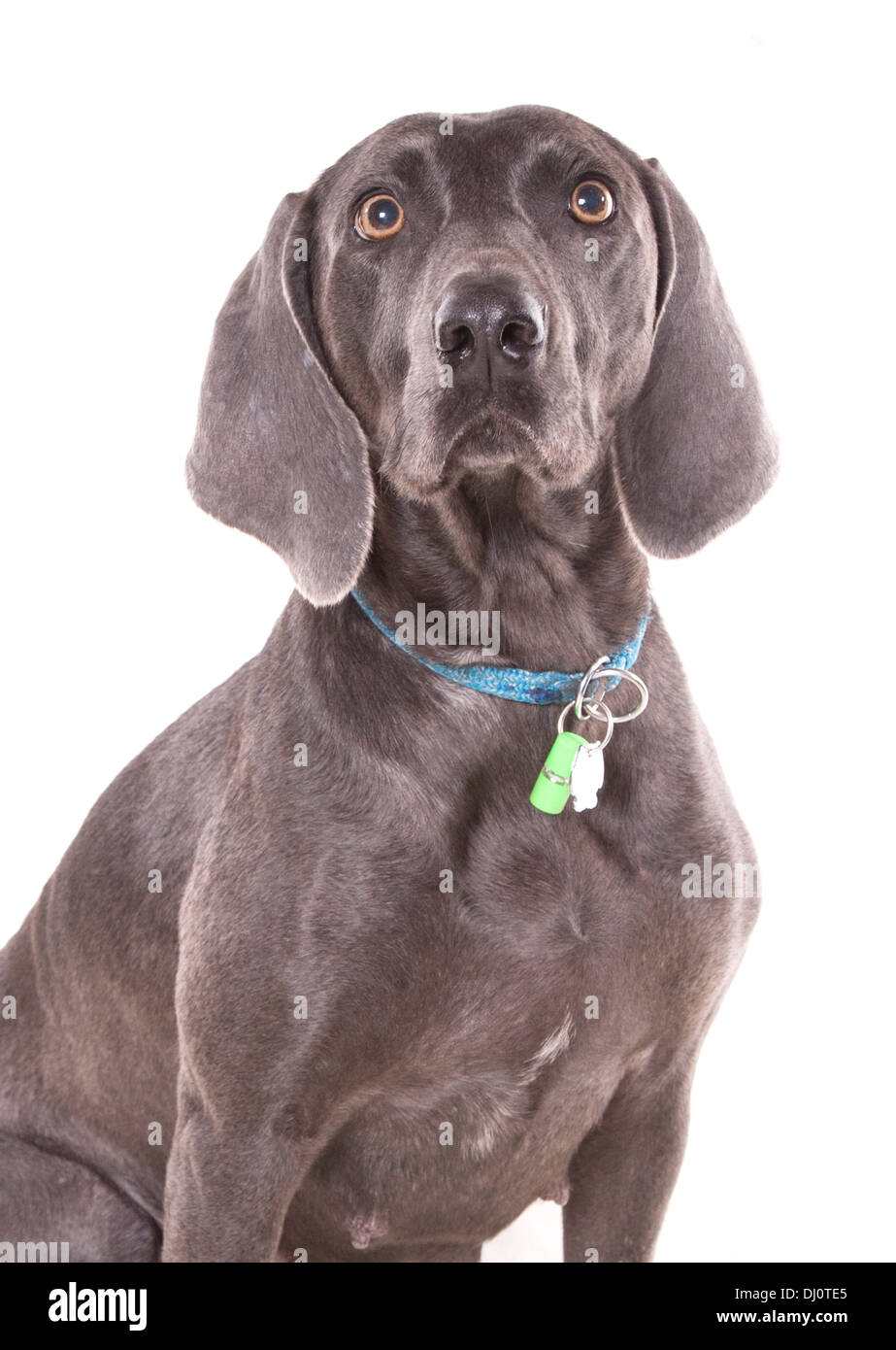 Blaue Weimaraner einzigen Erwachsenen weiblichen sitzen in einem studio Stockfoto
