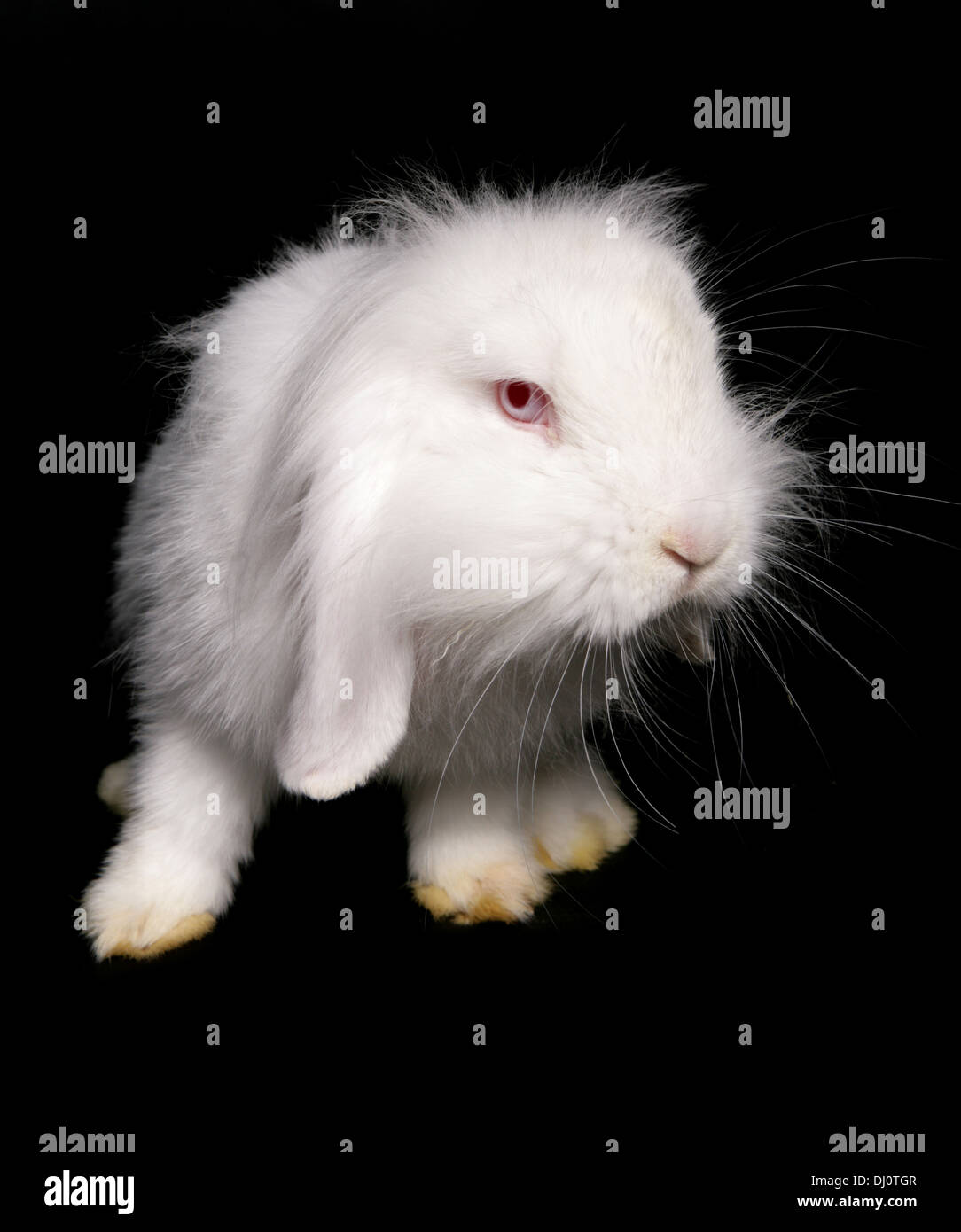 weißes Kaninchen alleinstehende Erwachsene in einem studio Stockfoto