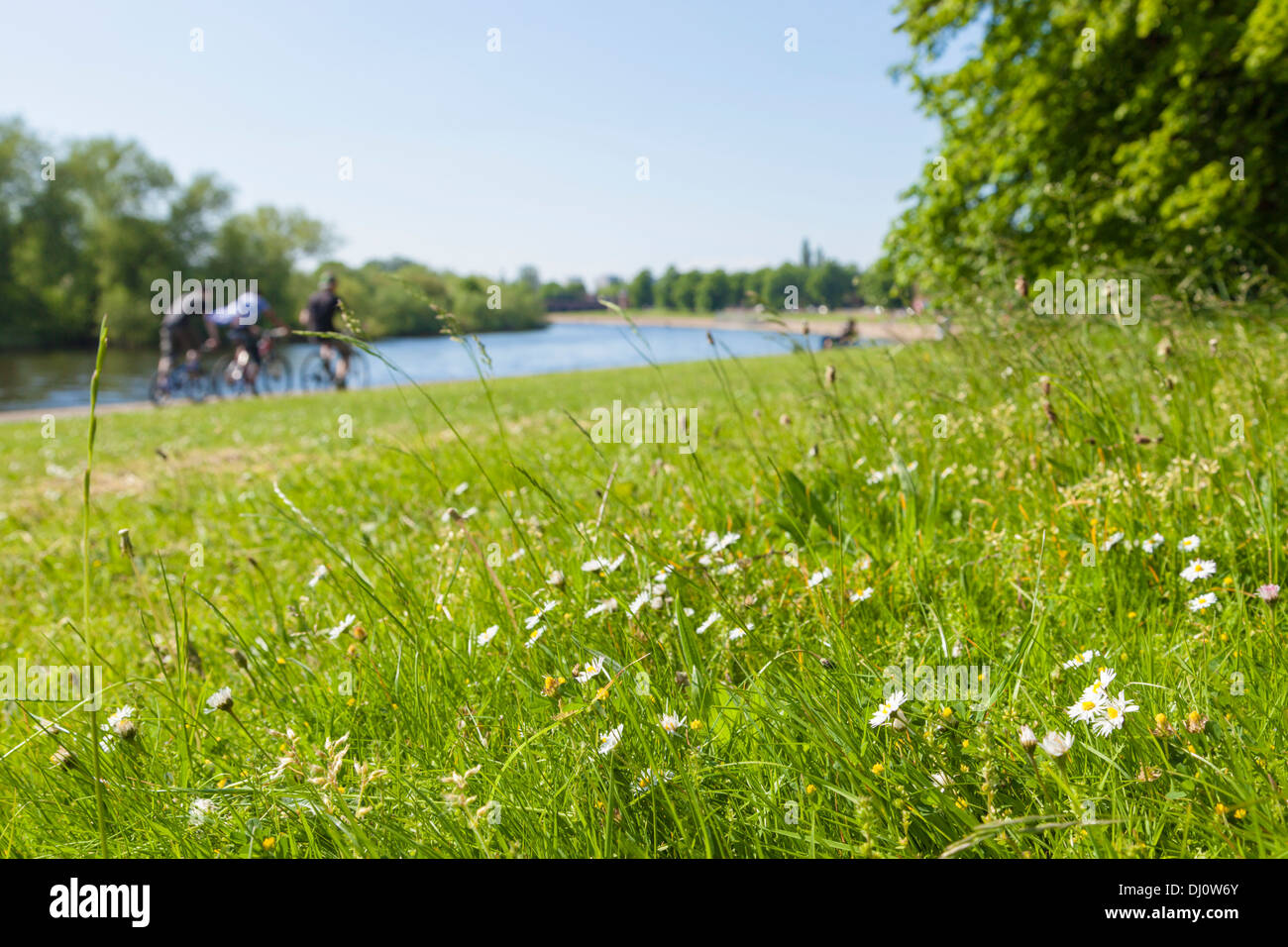 Gänseblümchen und Gras mit einem unscharf Hintergrund von Menschen und Bäume am Ufer des Flusses Trent auf einem englischen Sommer Tag. Nottingham, England, Großbritannien Stockfoto