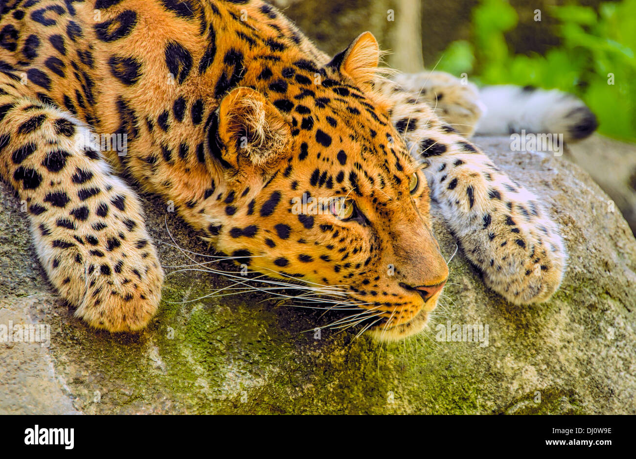 Die Amur-Leopard (Panthera Pardus Orientalis) ist eine Unterart des Leoparden Stockfoto