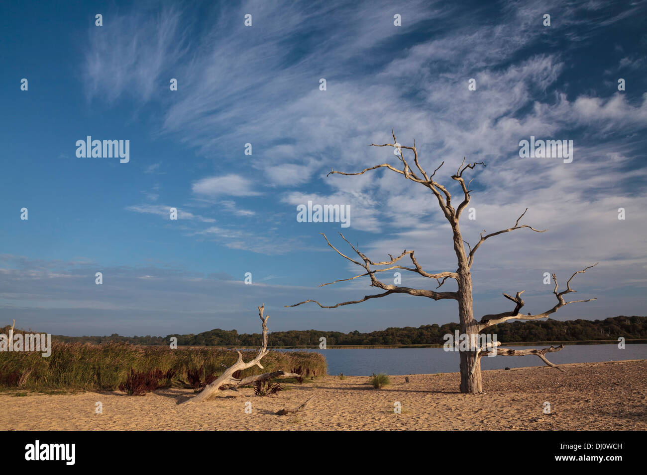 Benacre Strand, Suffolk, UK Stockfoto