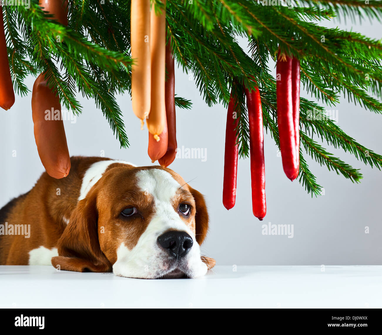 Die niedlichen Hund und seine Träume Weihnachten Stockfoto