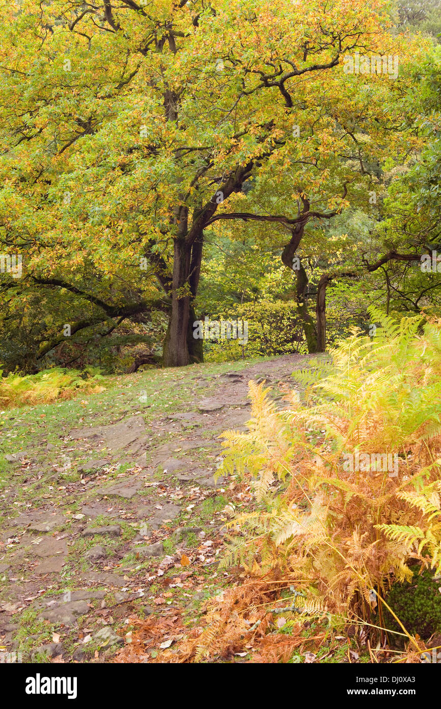 Haugh Holz, Wharfedale, Yorkshire Dales National Park, England, Vereinigtes Königreich. Oktober 2013. Stockfoto