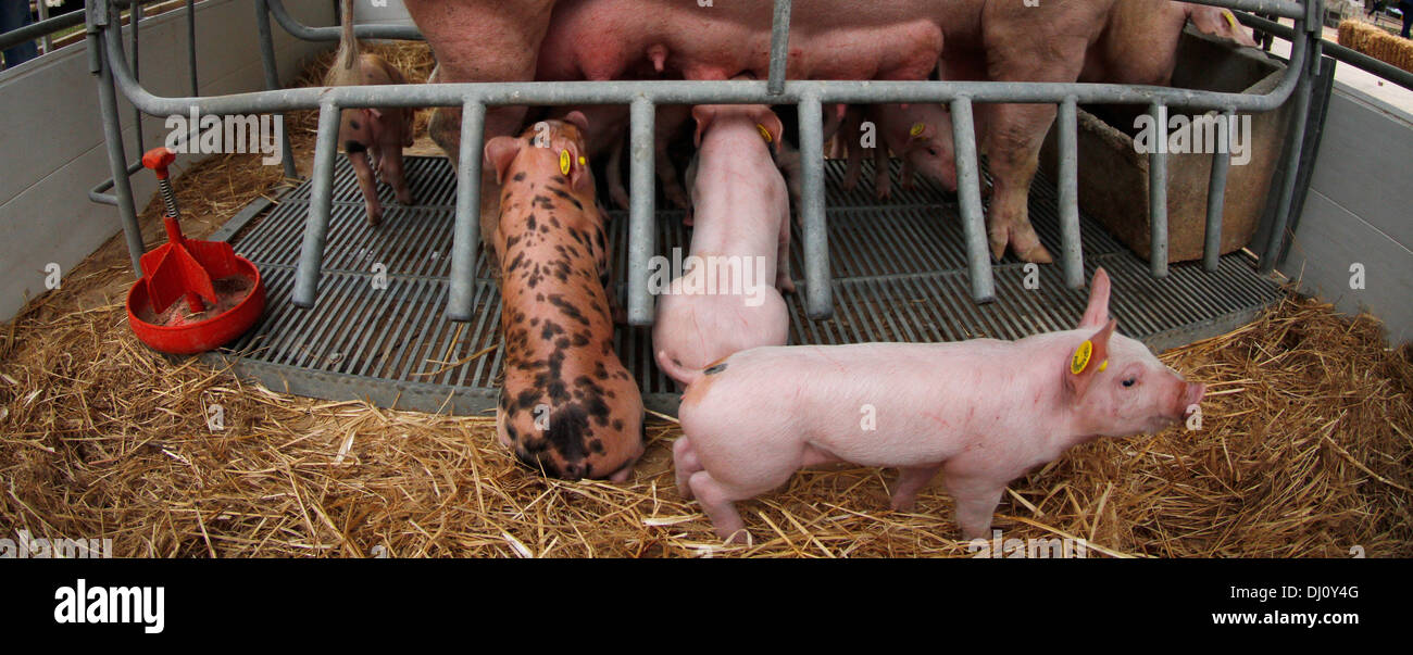 Tiere sind auf ihre Zäune in einem lokalen Viehmarkt auf der Insel Mallorca, Spanien ausgesetzt. Stockfoto