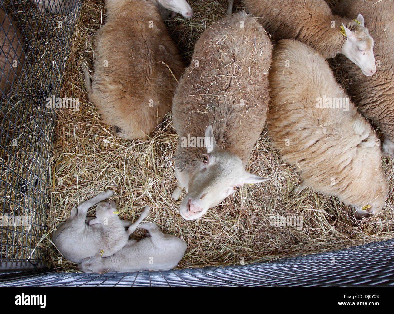 Tiere sind auf ihre Zäune in einem lokalen Viehmarkt auf der Insel Mallorca, Spanien ausgesetzt. Stockfoto