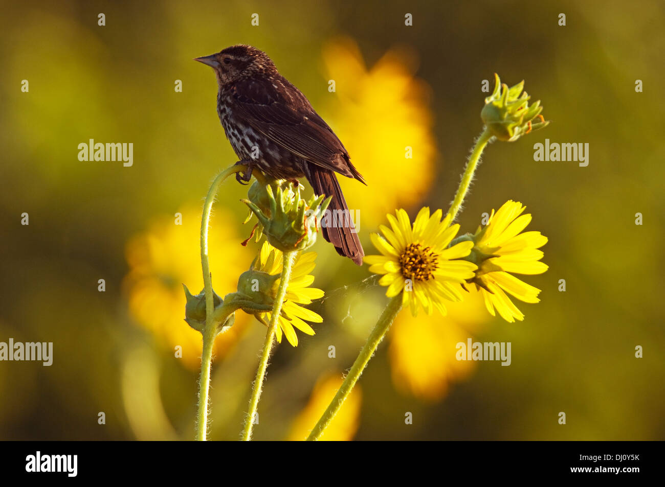 Ein einzelnes Thrasher Vogel bewacht das Nest im Montrose Strand Vogelschutzgebiet in Chicago, Illinois, USA. Stockfoto