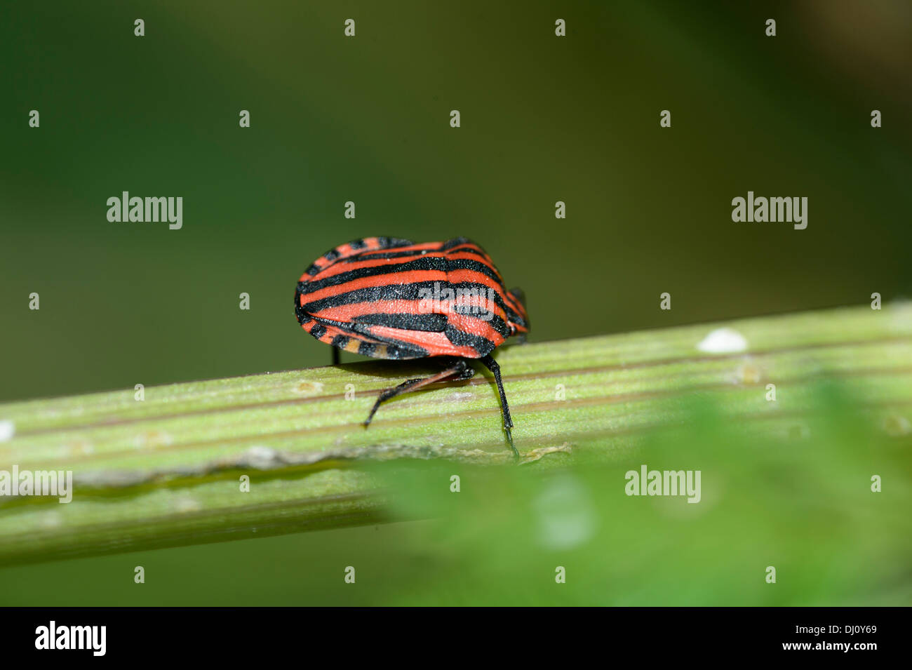 Gestreiften Schild Bug (Graphosoma lineatum Stockfoto
