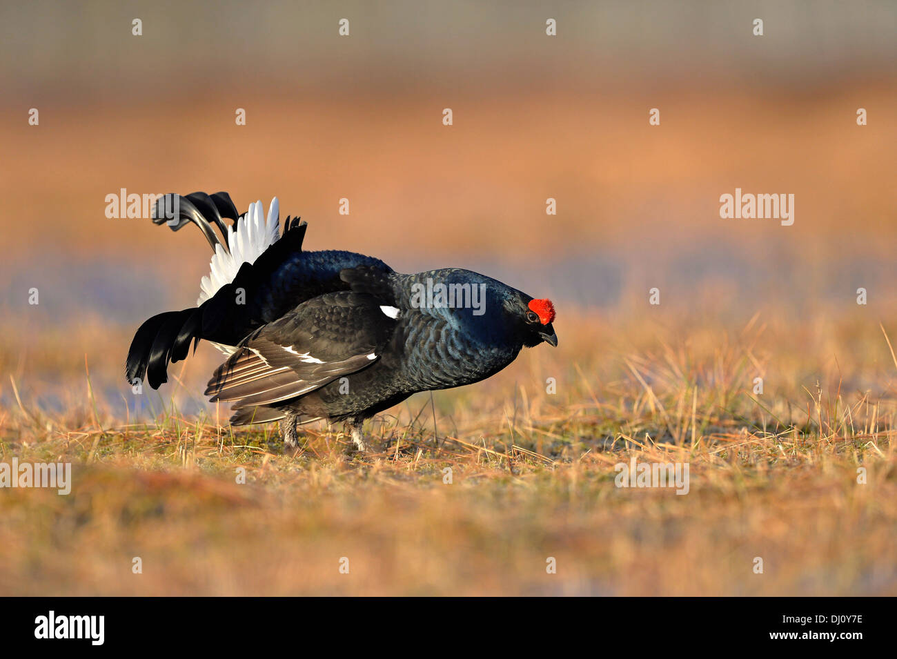 Birkhuhn (at Tetrix) männlichen anzeigen im Lek, Finnland, April Stockfoto