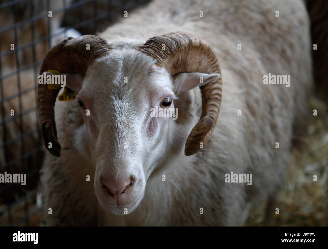 Tiere sind auf ihre Zäune in einem lokalen Viehmarkt auf der Insel Mallorca, Spanien ausgesetzt. Stockfoto