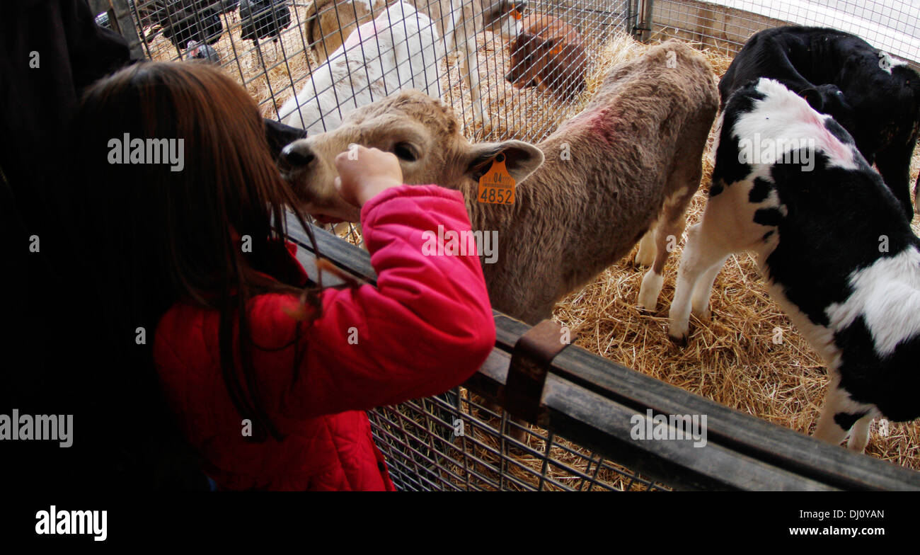 Tiere sind auf ihre Zäune in einem lokalen Viehmarkt auf der Insel Mallorca, Spanien ausgesetzt. Stockfoto