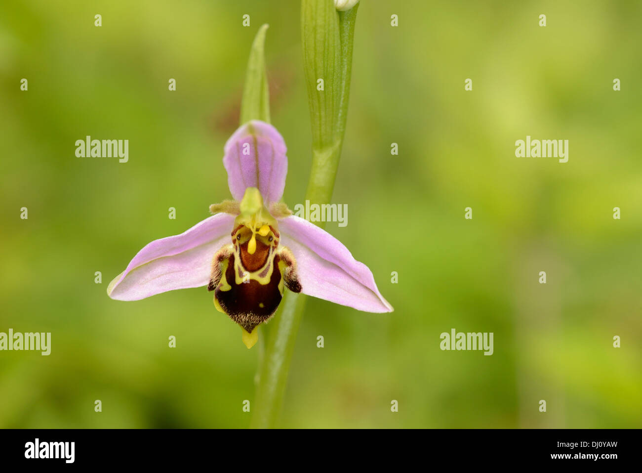 Biene Orchidee (Ophrys Apifera) close-up der einzelne Blume, Oxfordshire, England, Juni Stockfoto