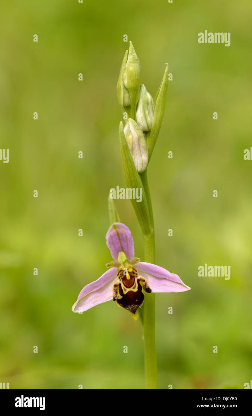 Biene Orchidee (Ophrys Apifera) flower Spike mit einer geöffneten Blüte und vier Knospen, Oxfordshire, Engalnd, Juni Stockfoto