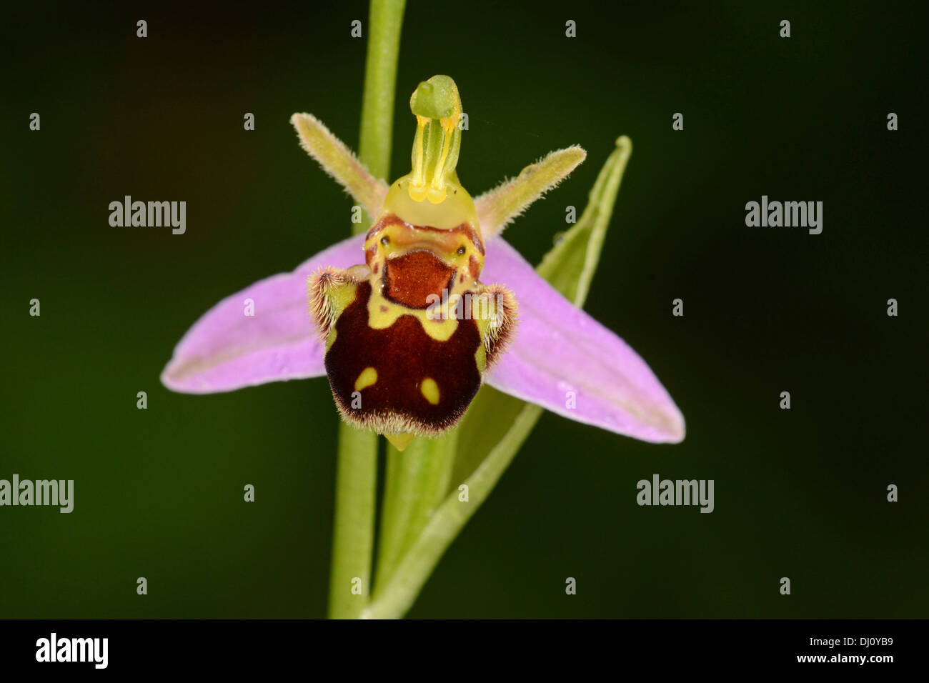 Biene Orchidee (Ophrys Apifera) close-up der einzelne Blume, Oxfordshire, England, Juli Stockfoto