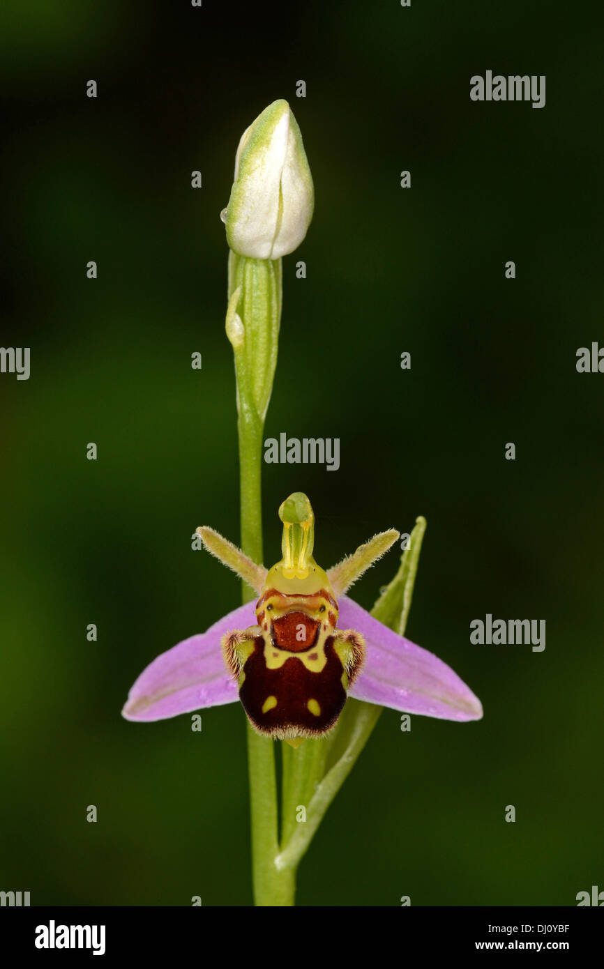 Biene Orchidee (Ophrys Apifera) flower Spike mit einer geöffneten Blüte und eine Knospe, Oxfordshire, Engalnd, Juni Stockfoto