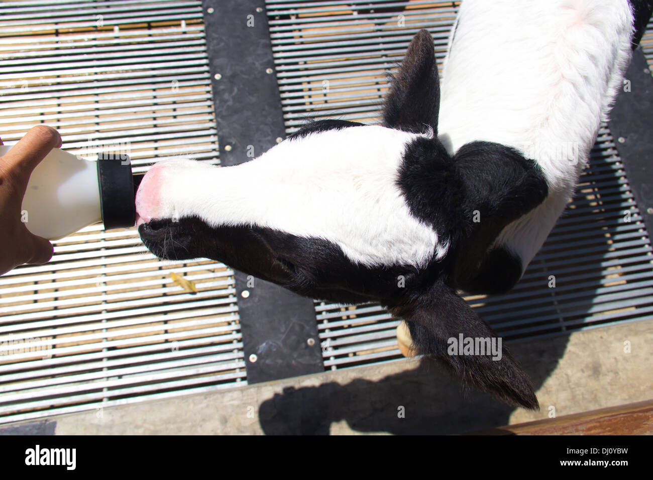 Person Fütterung Baby Kalb Flasche Milch in Hof Stockfoto