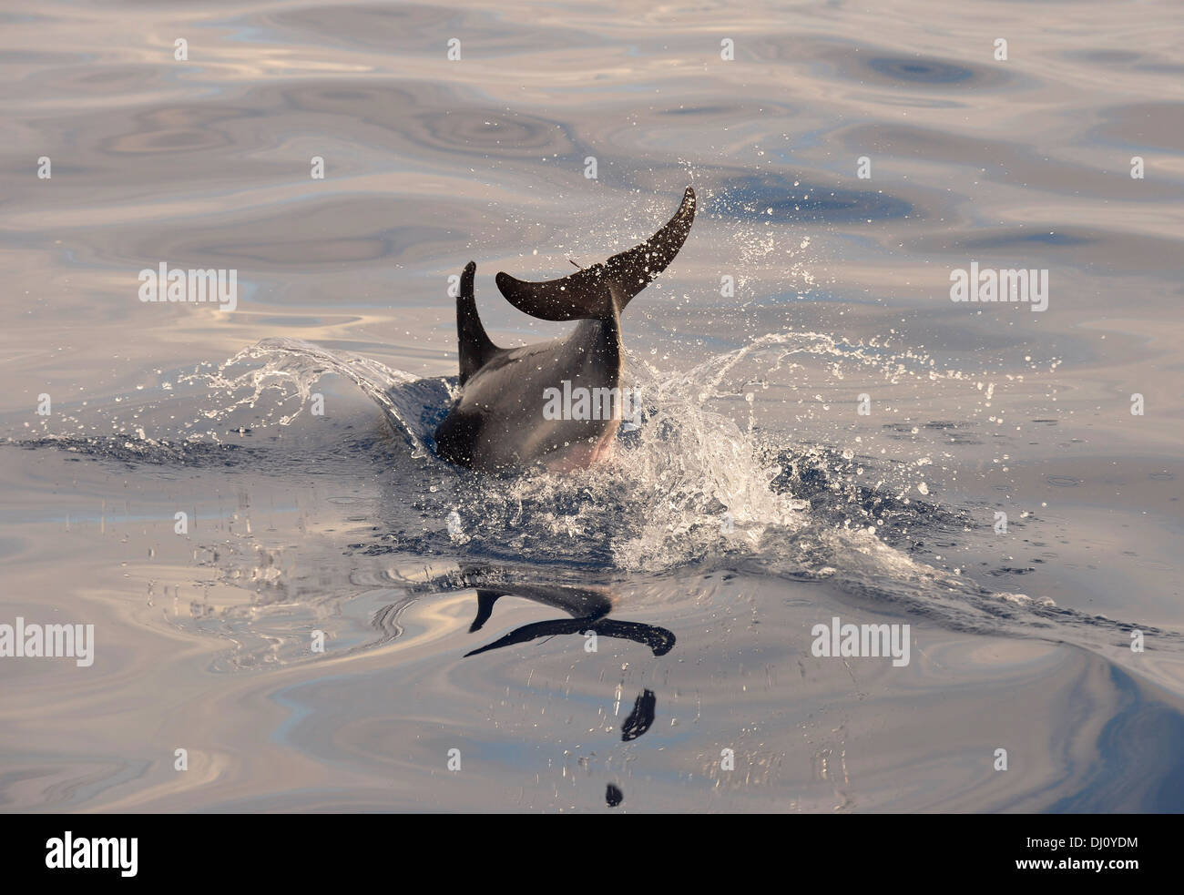 Kurzer Schnabel Gemeiner Delfin (Delphinus Delphis) Tauchen ins Wasser, den Azoren, Juni Stockfoto