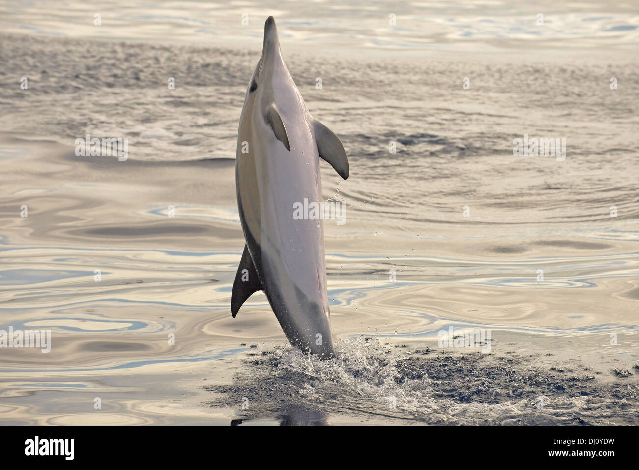 Kurzer Schnabel Gemeiner Delfin (Delphinus Delphis) springen aus dem Wasser, den Azoren, Juni Stockfoto