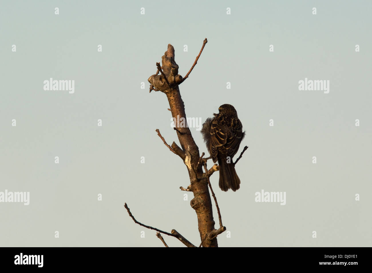 Ein Thrasher-Vogel sitzend in einer Baumkrone im Montrose Strand Vogelschutzgebiet in Chicago, Illinois, USA. Stockfoto