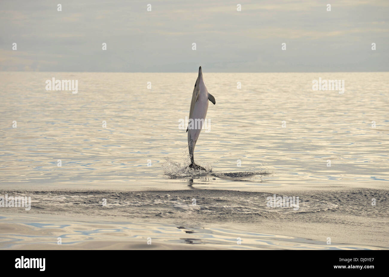 Kurzer Schnabel Gemeiner Delfin (Delphinus Delphis) springen aus dem Wasser, den Azoren, Juni Stockfoto