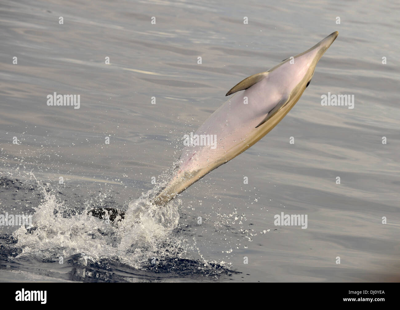 Kurzer Schnabel Gemeiner Delfin (Delphinus Delphis) springen aus dem Wasser, den Azoren, Juni Stockfoto