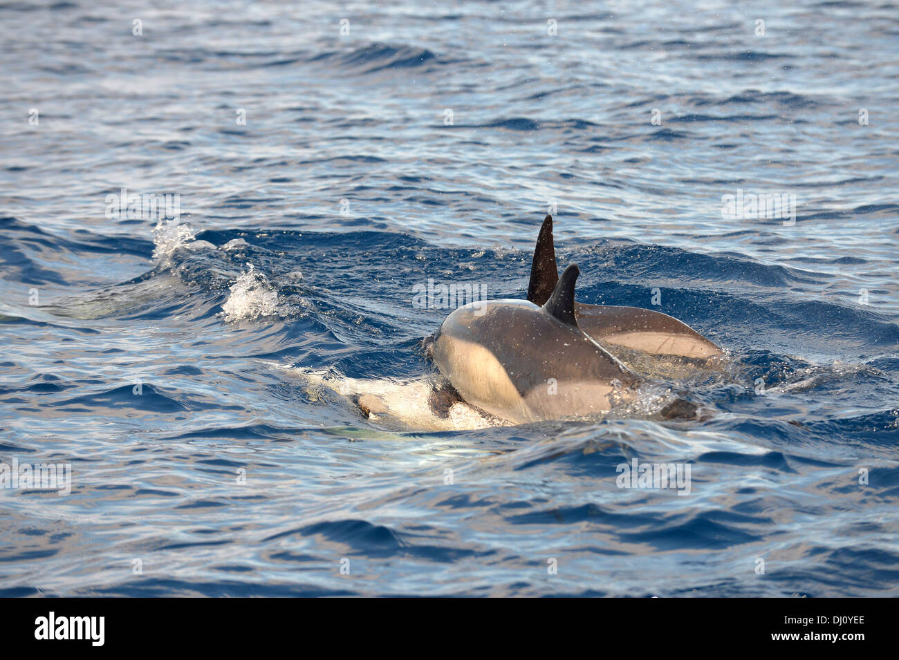 Kurzer Schnabel Gemeiner Delfin (Delphinus Delphis) Paarung an Wasseroberfläche, die Azoren, Juni Stockfoto