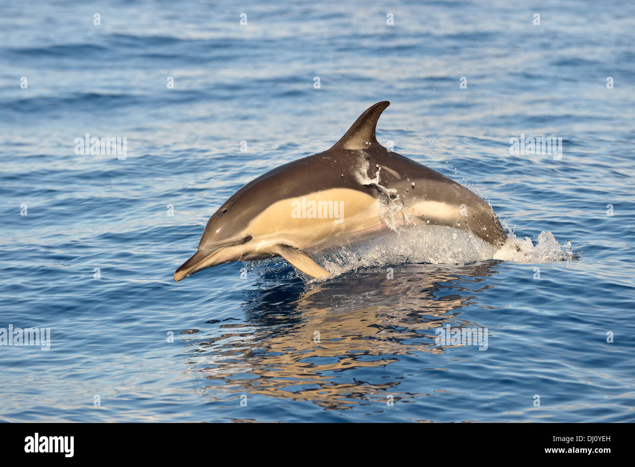 Kurzer Schnabel Gemeiner Delfin (Delphinus Delphis) auftauchen, die Azoren, Juni Stockfoto