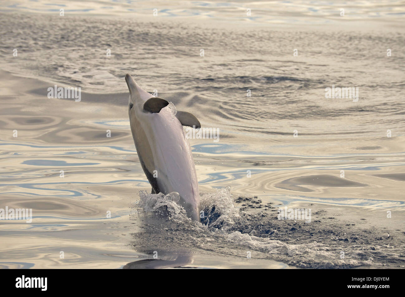 Kurzer Schnabel Gemeiner Delfin (Delphinus Delphis) springen aus dem Wasser, den Azoren, Juni Stockfoto