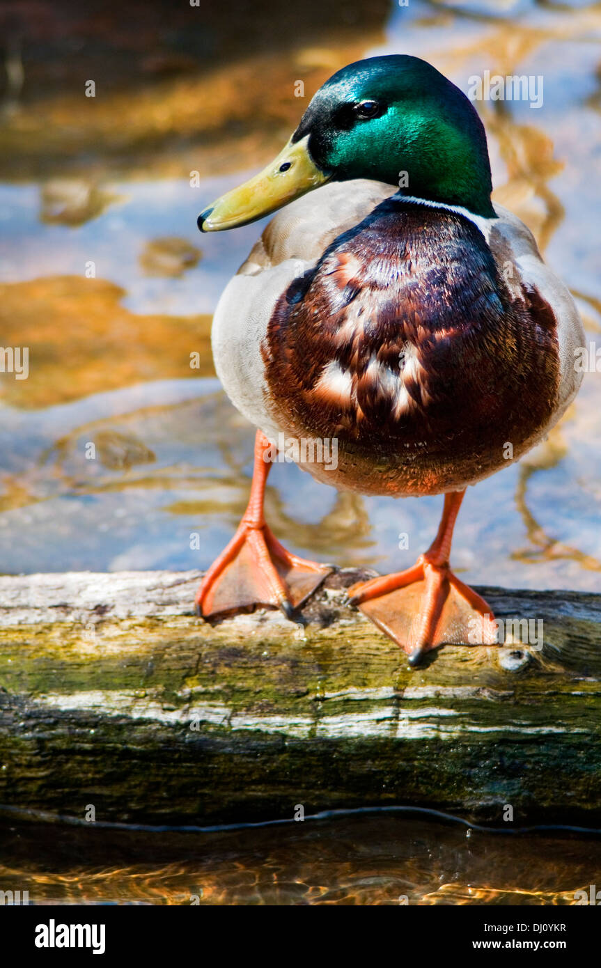 Mallard Ente stehend auf einem Baumstamm. Stockfoto