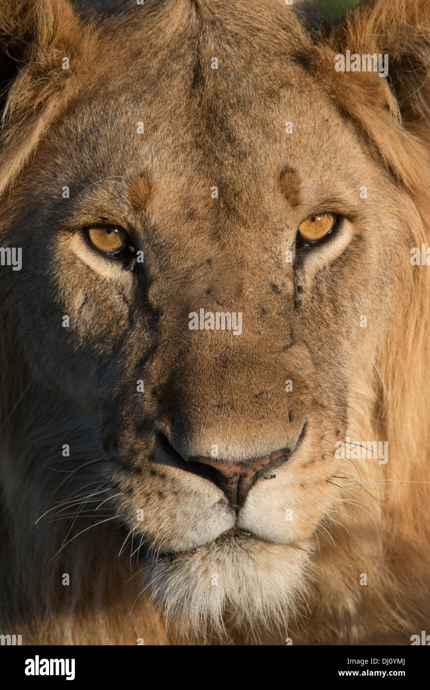 Lion Mâle, Portrait. Ndutu, Tanzanie Stockfoto