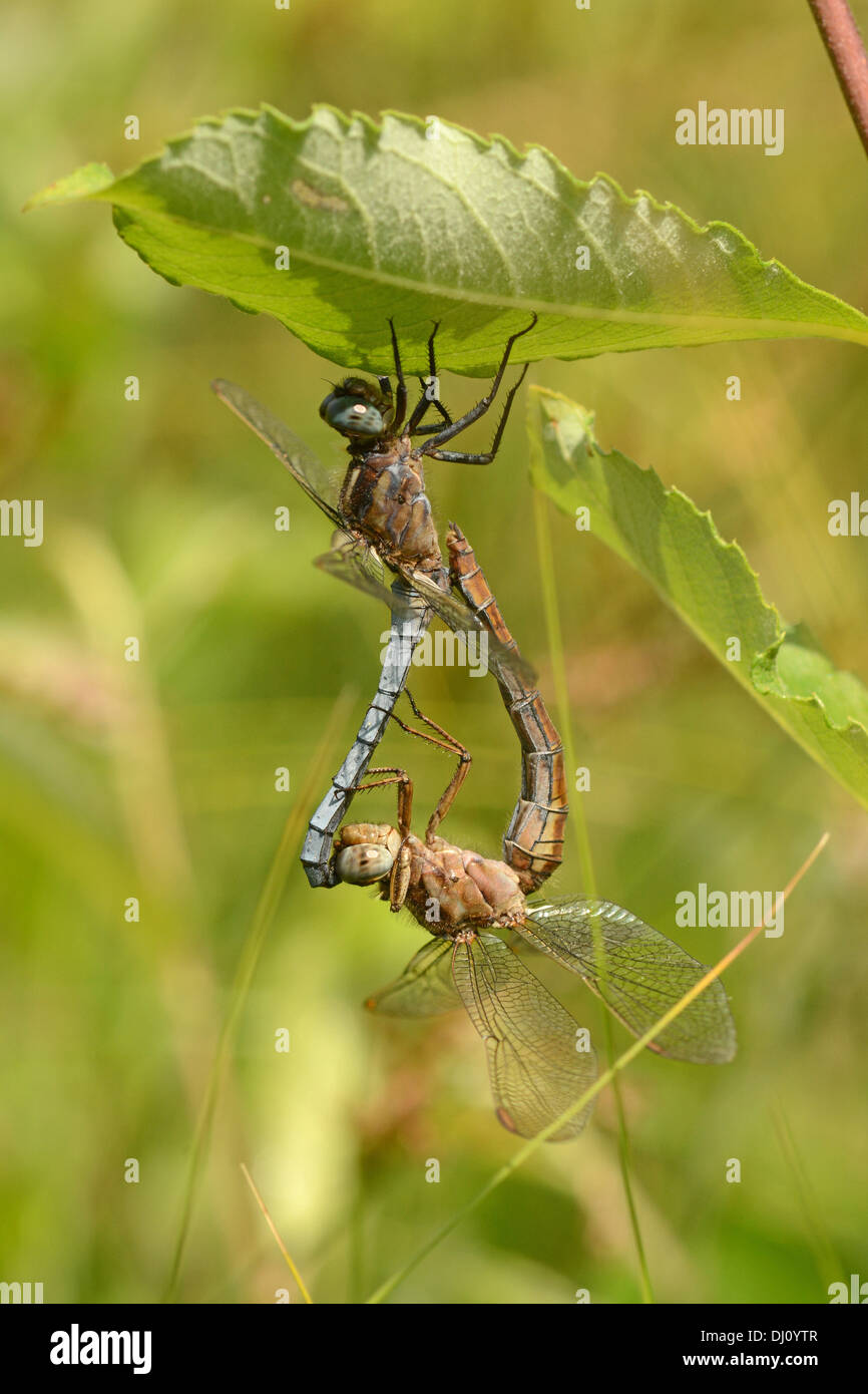 Gekielte Abstreicheisen Libelle (Orthetrum Coerulescens) paar Paarung, Oxfordshire, England, Juli Stockfoto