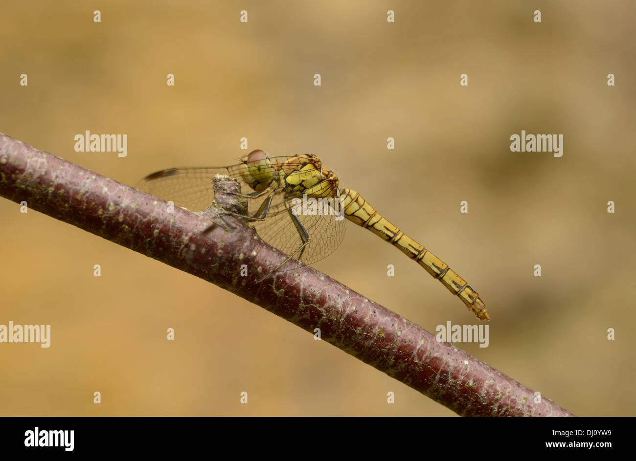 Gekielte Abstreicheisen Libelle (Orthetrum Coerulescens) weibliche in Ruhe, Oxfordshire, England, Juli Stockfoto