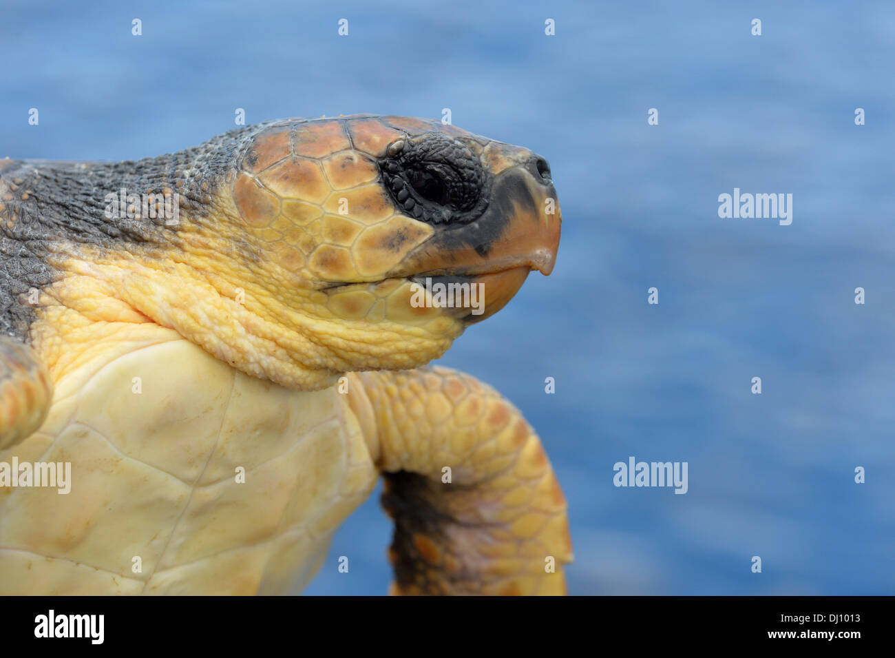 Unechte Karettschildkröte (Caretta Caretta) aus Wasser zeigt Kopf, den Azoren, Juni Stockfoto