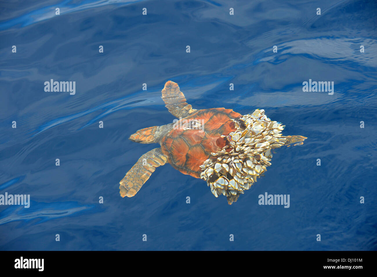 Loggerhead Schildkröten (Caretta Caretta) an Oberfläche, nicht in der Lage zu tauchen als hintere Iscovered in Gans Entenmuscheln, den Azoren, Juni Stockfoto