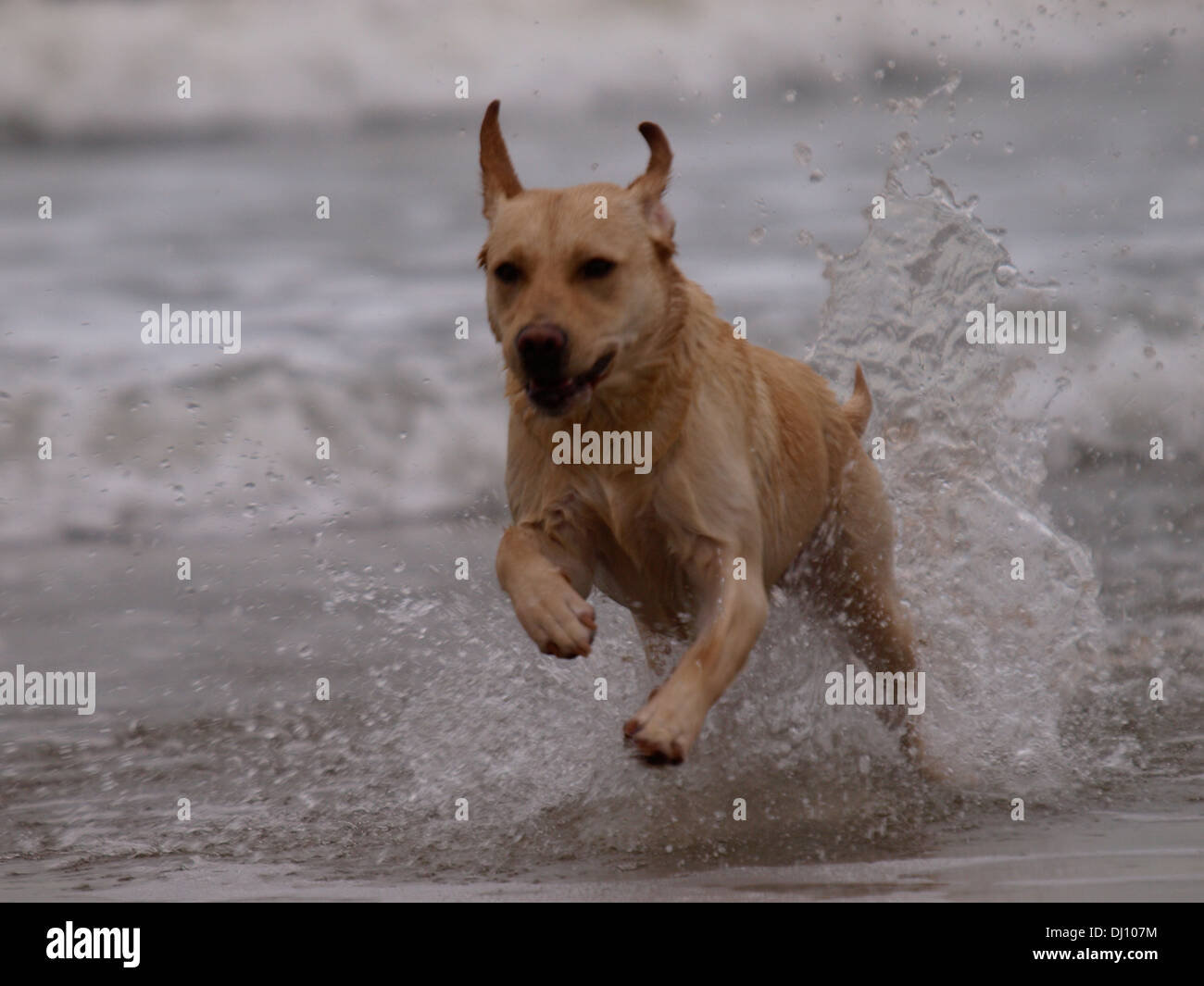 Labrador Welpen Hund spielen im Meer, UK Stockfoto