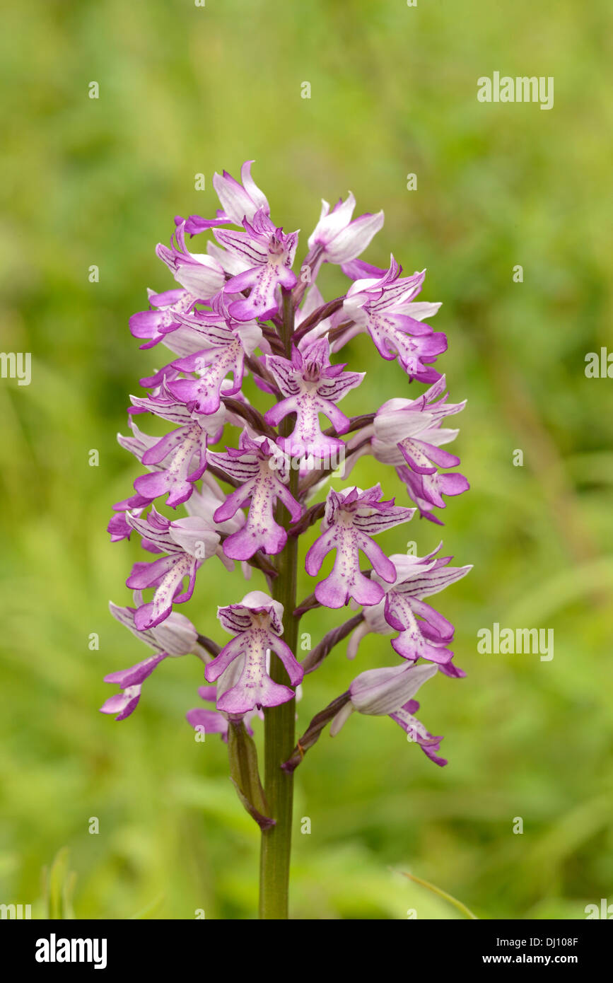 Militärische Orchidee (Orchis Militaris) Blütenstand, Buckinghamshire, England, Juni Stockfoto