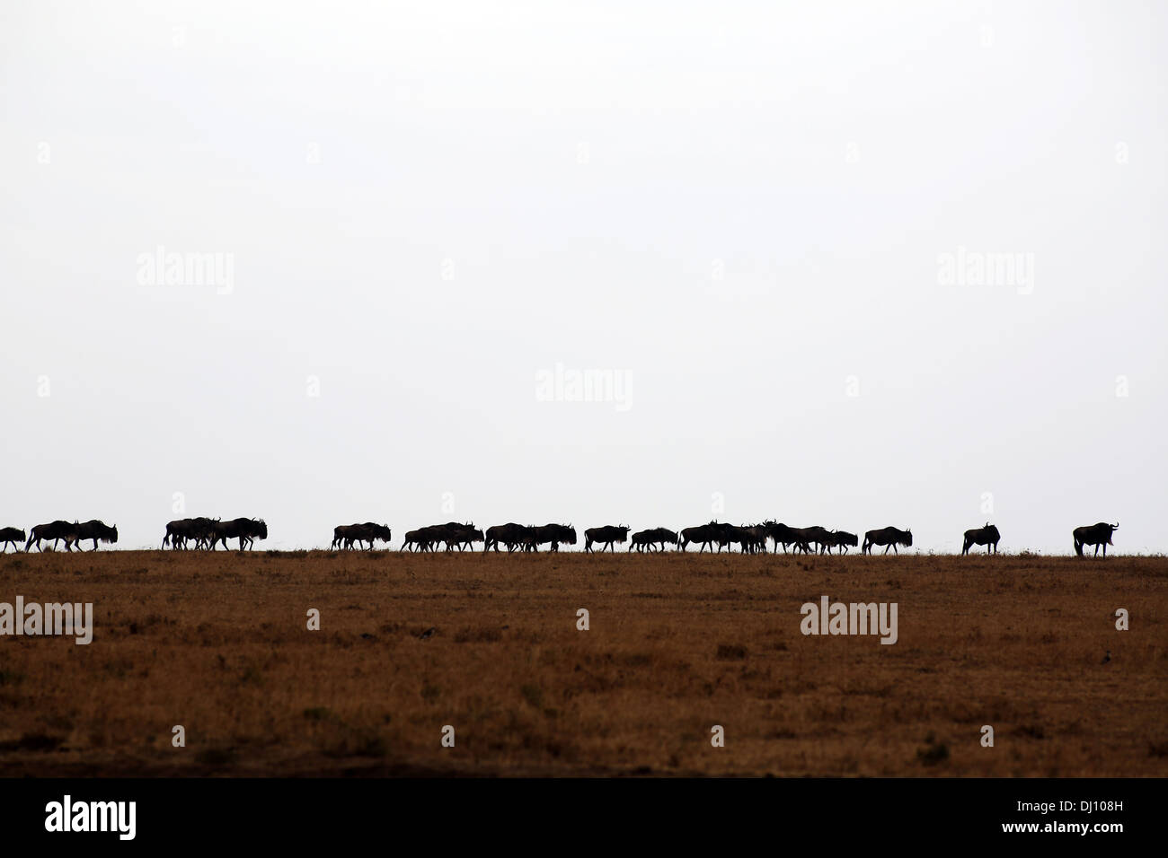 Gnus auf der Flucht während der Völkerwanderung in die Maasai Mara Plains. Stockfoto