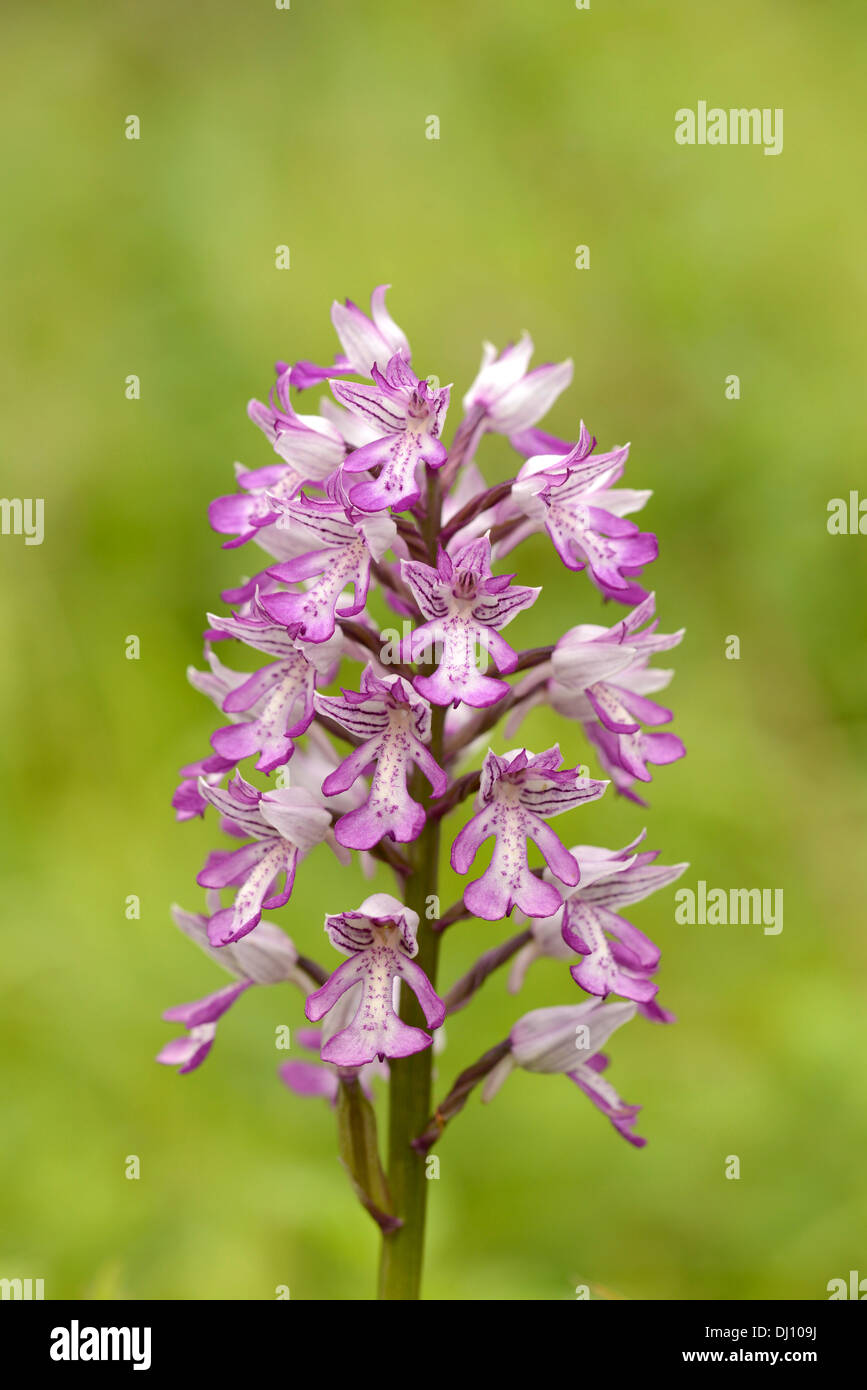 Militärische Orchidee (Orchis Militaris) Blütenstand, Buckinghamshire, England, Juni Stockfoto