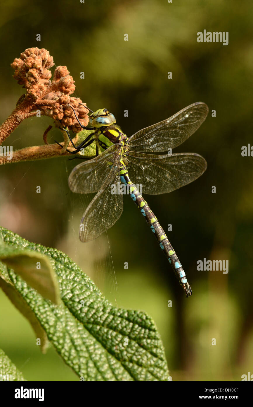 Südlichen Hawker Libelle (Aeshna Cyanea) männlich ruht, Oxfordshire, England, September Stockfoto