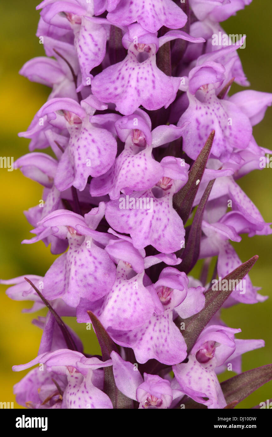 Südlichen Knabenkraut (Dactylorhiza Praetermissa) Großaufnahme Blütenstand, Sandwich Bay, Kent, Engalnd, Juni Stockfoto