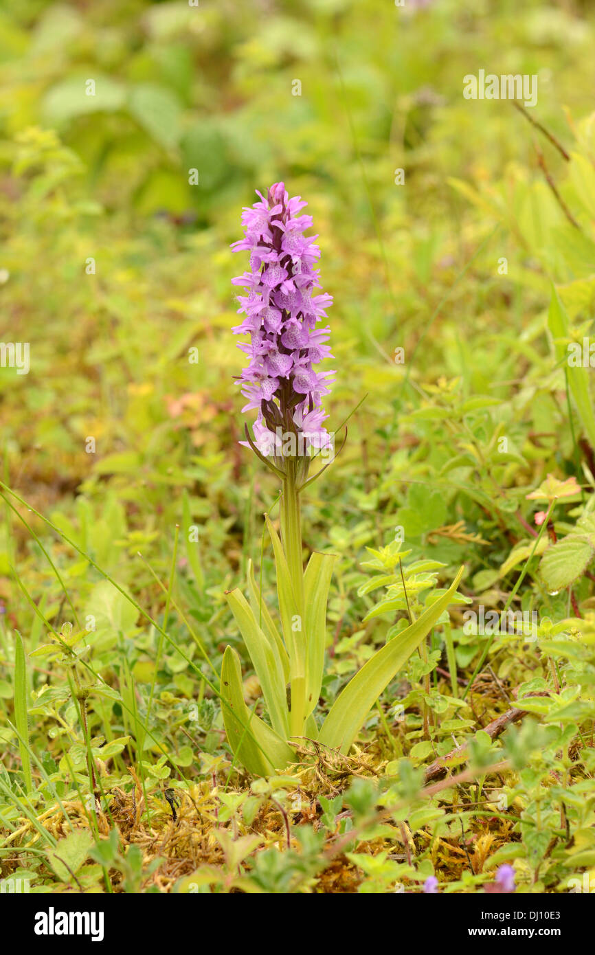 Südlichen Knabenkraut (Dactylorhiza Praetermissa) Blütenstand, Sandwich Bay, Kent, Engalnd, Juni Stockfoto