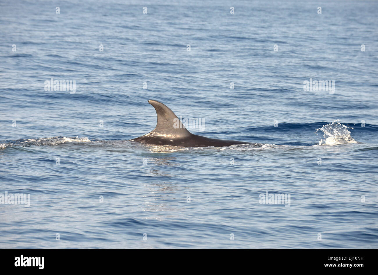 Sei Wal (Balaenoptera Borealis) an der Oberfläche zeigt Rückenflosse, die Azoren, Juni Stockfoto